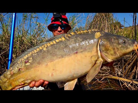 Видео: Клюнул сазан как лодка! Ловля карпа на жмурку! Удочка с боковым кивком рулит!