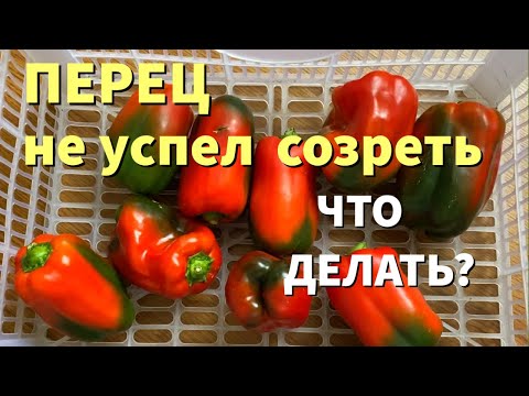 Видео: ДОЗАРИВАНИЕ ПЕРЦА дома. Почему перец портится, а не краснеет