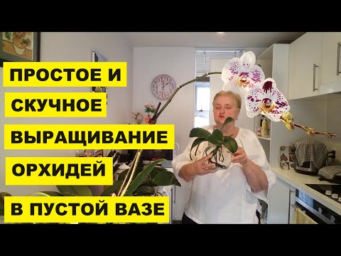 Видео: ВЫРАЩИВАНИЕ ОРХИДЕЙ В ПУСТОЙ ВАЗЕ ПРОСТОЕ И СКУЧНОЕ..НИ ГНИЛЫХ КОРНЕЙ, НИ НАСЕКОМЫХ..