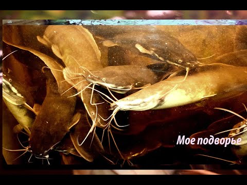 Видео: ВЫРАЩИВАЕМ КЛАРИЕВОГО СОМА. МОИ НАБЛЮДЕНИЯ