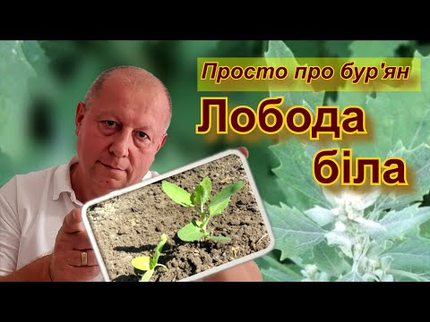 Видео: Лобода біла. Просто про бур'ян.