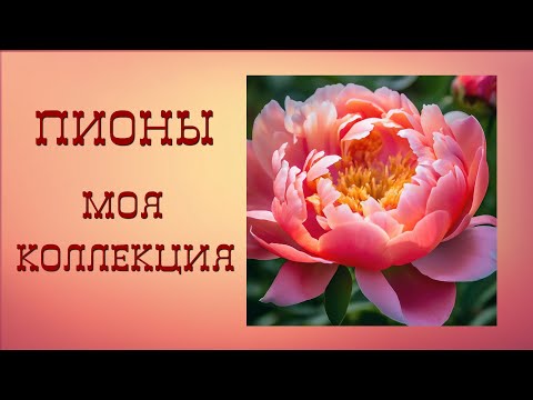 Видео: Пионы - цветы, дарящие радость. Коллекция пионов в нашем саду.