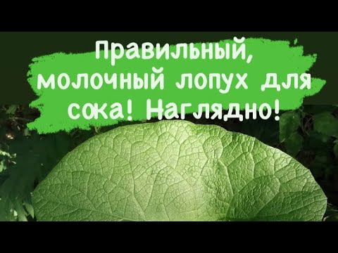 Видео: Правильный лопух для сока - наглядно!