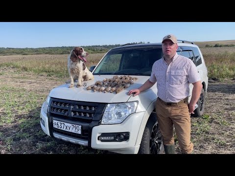 Видео: Охота на перепела со спаниелями. Тамбовская область 2024. Серия 3. quail hunting