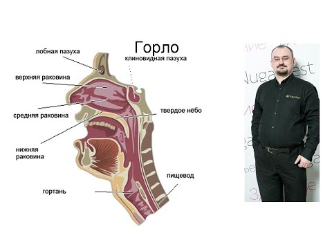Видео: Горло и лимфатическая система: их строение, предназначение и болезни.