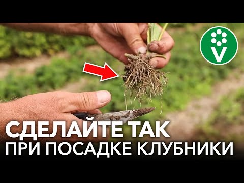 Видео: Посадите КЛУБНИКУ ТАК ОСЕНЬЮ для отличного урожая без вредителей в следующем году!