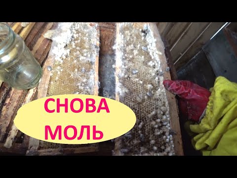 Видео: Моль снова натворила дел в улье...