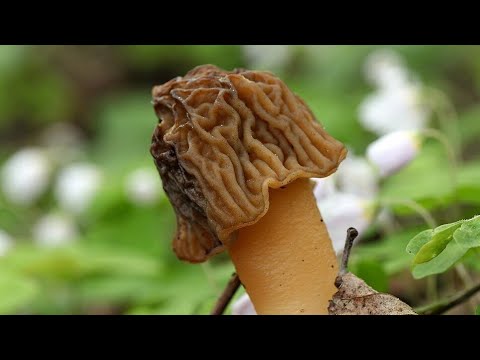 Видео: Сморчковая шапочка ,первые весенние грибы . 8 апреля .