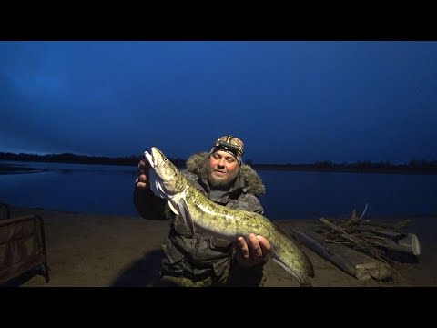 Видео: Я ЕГО ВЗЯЛ! СУМАСШЕДШАЯ РЫБАЛКА ПО НАЛИМУ  \ БРОВКА ДАЁТ, СТЕРЛЯДЬ. ЯЗЬ, НАЛИМ \ НОЧЬ В ТАЁЖНОЁ ИЗБЕ