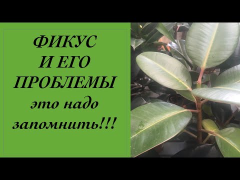 Видео: Фикус Выращивание Уход