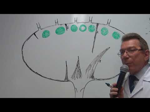 Видео: Строение лимфатического узла