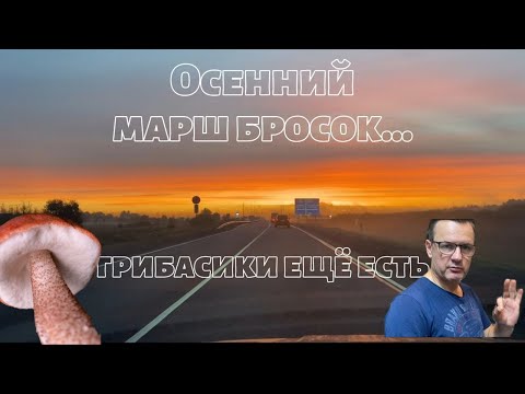 Видео: Осенняя грибалка. Прогулка обалденная и тихая охота на славу. Грибов не много, но они есть!