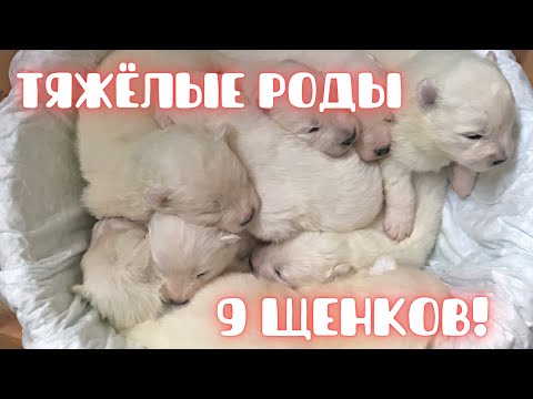 Видео: Тяжёлые роды собаки: кесарево, 9 щенков, восстановление