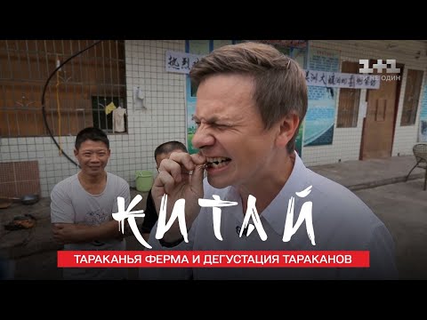 Видео: $70 000 на тараканьей ферме и как Дима Комаров таракана ел. Китай. Мир наизнанку 11 сезон 10 серия