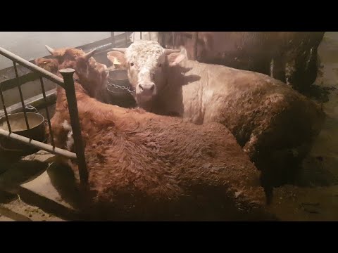 Видео: Откорм бычков. Бычки неохотно кушают дробленку.