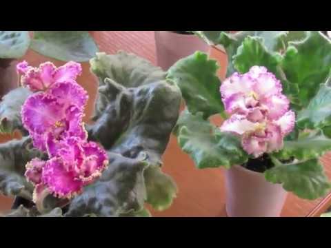 Видео: ЦВЕТУЩИЕ ФИАЛКИ. ОСОБЕННОСТИ СОРТОВ. ОБЗОР