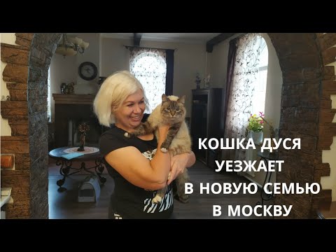 Видео: 🐱❤Бездомная кошка Дуся едет в новую семью в Москву@SubTatiana