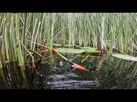 Видео: ЦАРЬ РЫБА НА ПОПЛАВОК В ОКНАХ КАМЫША! Рыбалка с лодки на утренней зорьке!