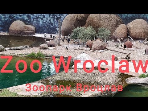 Видео: Zoo Wroclaw 2021 [ Зоопарк Вроцлав2021 ] Прогулка Вроцлав