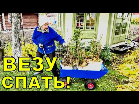 Видео: Где будут зимовать Гортензии в кашпо? Как подготовить гортензии в кашпо к зиме?