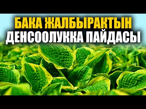 Видео: ПОЛЬЗА ДЛЯ ЗДОРОВЬЯ ЛЯГУШАЧЬЕГО ЛИСТА / УДИВИТЕЛЬНЫЕ / ПОЛЕЗНЫЕ СОВЕТЫ