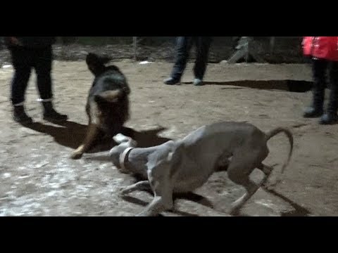 Видео: Территориальная агрессия – выяснение отношений. Коррекция с помощью собаки.