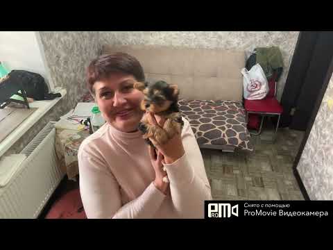 Видео: ❗️Муж ❤️😱стал начальником🤫💃🇷🇺#дневникбагиры