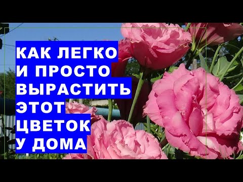 Видео: Выращивание эустомы в открытом грунте за шесть минут