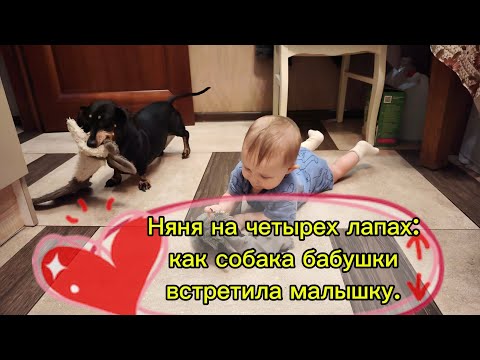 Видео: Няня на четырех лапах: как собака бабушки встретила малышку ❤️