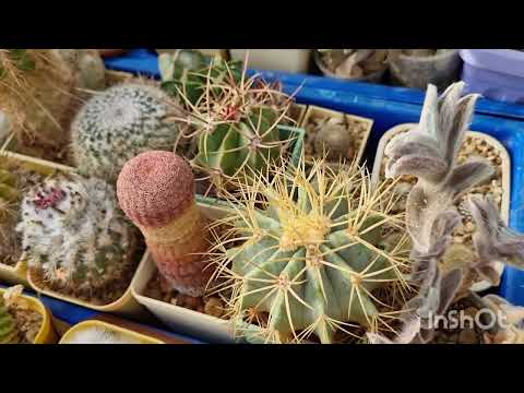 Видео: Ферокактусы