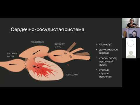Видео: Зоология. Лекция 21. Костные позвоночные