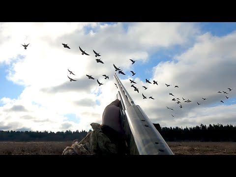 Видео: Охота на гуся 2024,только налёты и выстрелы!