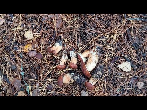 Видео: Осенний лес, азарт и находки 🍄 | Как мы искали грибы и чуть не заблудились!