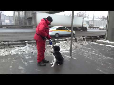 Видео: Дрессировка активной лайки с передержкой в 30 дней!