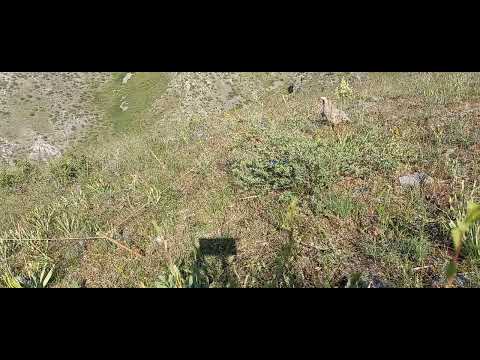 Видео: модкавг шикори