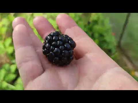 Видео: Ежевика  Джамбо