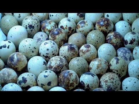 Видео: Екскурсія на перепелину ферму, Львівська область, «Чудова перепілка»