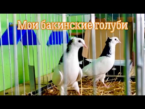 Видео: Мои бакинские голуби часть 1