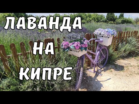 Видео: КИПР влог: лаванда в CyHerbia Park, а также сувениры,  шикарные фото зоны и многое другое!