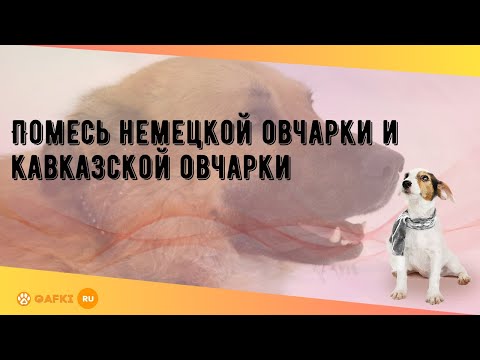 Видео: Помесь немецкой овчарки и кавказской овчарки