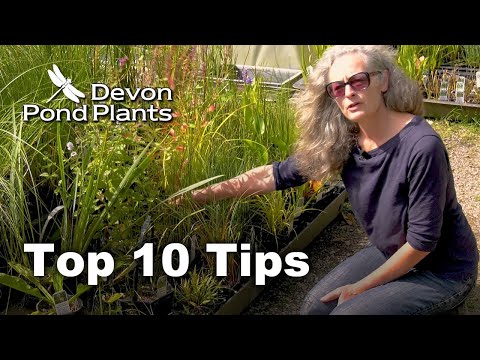 Видео: 10 лучших советов по покупке и посадке растений для пруда