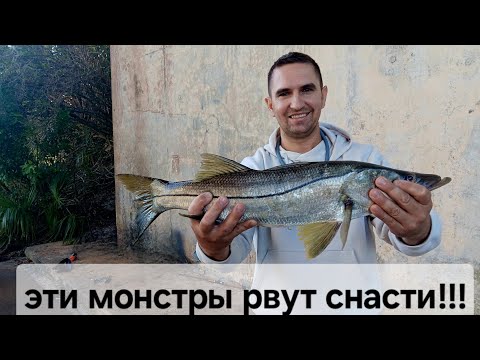 Видео: ЛОВЛЯ экваториального ХИЩНИКА!! РЫБАЛКА В АМЕРИКЕ. ОЧЕНЬ СИЛЬНАЯ  рыба!#рыбалка #snookfishing 