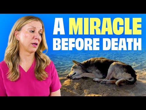 Видео: Самый загадочный момент перед смертью — даже у собак