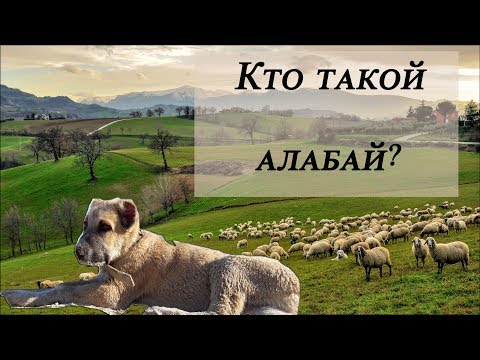 Видео: Кто такой алабай?!