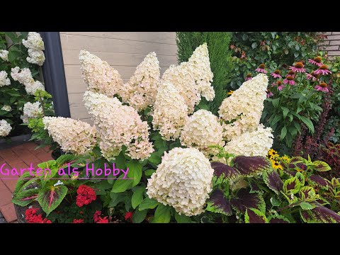 Видео: Гортензии Фантом и Геркулес в моём саду! 