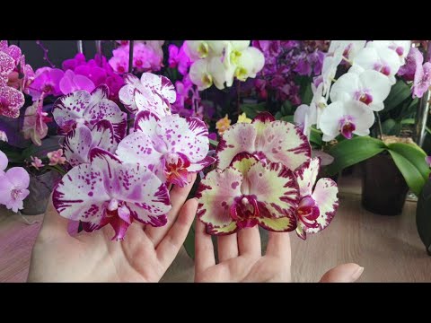 Видео: Phalaenopsis Magic Art и Miki Crown 16  #Цветение 2025