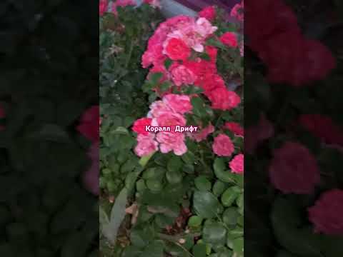 Видео: Этой розе жара не мешает!!!)#rose