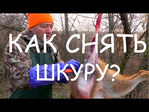 Видео: Как правильно снять шкуру с шакала, волка, лисицы или енотовидной собаки?