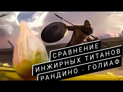 Видео: Сравнение инжиров Рандино и Голиаф