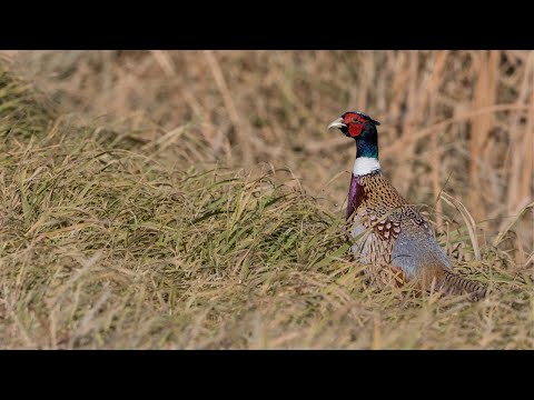 Видео: Охота на фазанов в Миннесоте: охота без ограничений | «Флэш»: 12 сезон, 10 серия